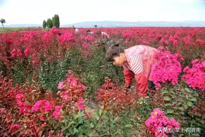 渭塘紫薇花开在哪里,渭南临渭区紫薇花开了