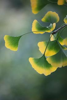 德化九仙山现场购票门票多少元,泉州德化九仙山风景区优惠团购