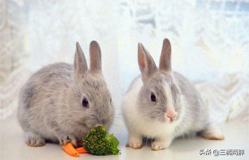 宠物兔兔怎么喂,兔兔如何正确喂食