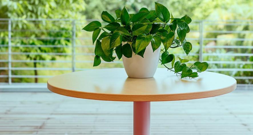 缁胯悵鏋濆彾鏀炬按閲屽涔呰兘鐢熸牴,缁胯悵鏋濆彾鏀惧湪姘撮噷澶氫箙鐢熸牴