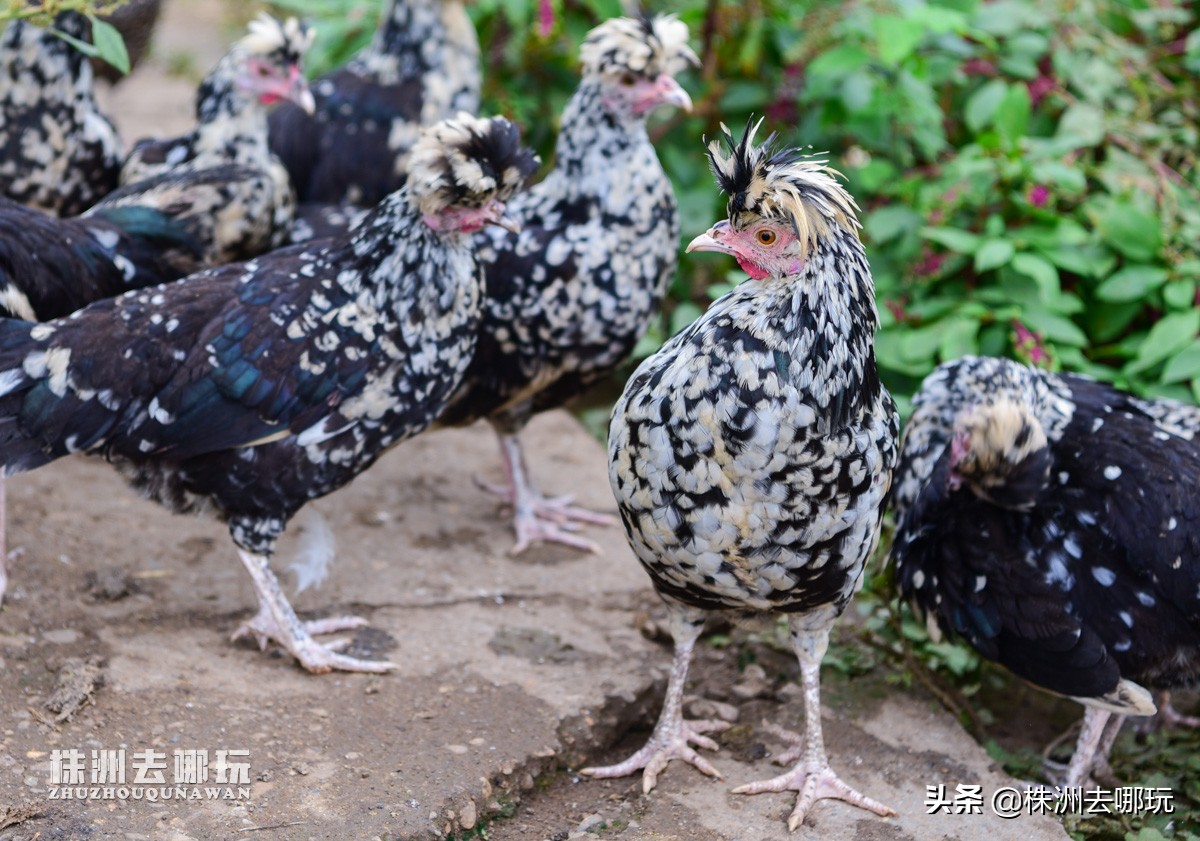 株洲哪里有好玩的度假山庄,株洲田园山庄