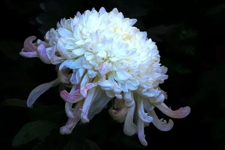 花中四君子菊花国画用笔,花中四君子菊花高清图片