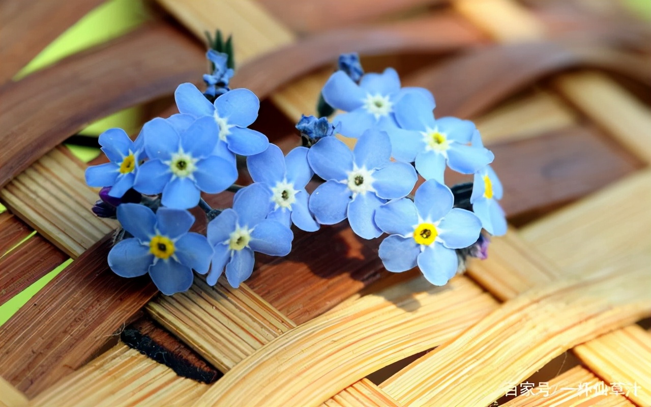 各种鲜花的花语及图片,花店常见鲜花品种及花语