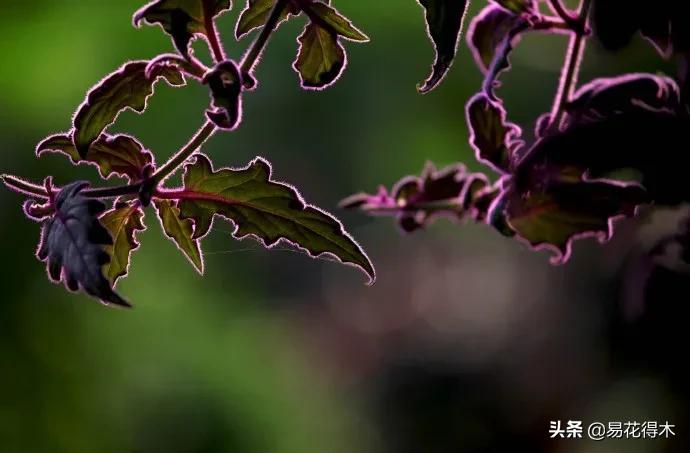 紫背天鹅绒盆栽怎么繁殖,绒叶竹芋怎么养