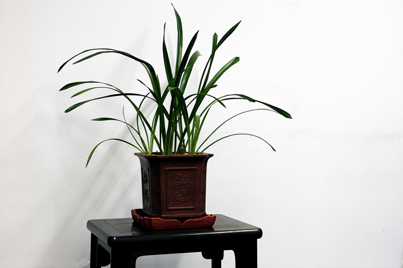 大叔种5亩麦子卖了多少钱,大叔种菜一年5000万