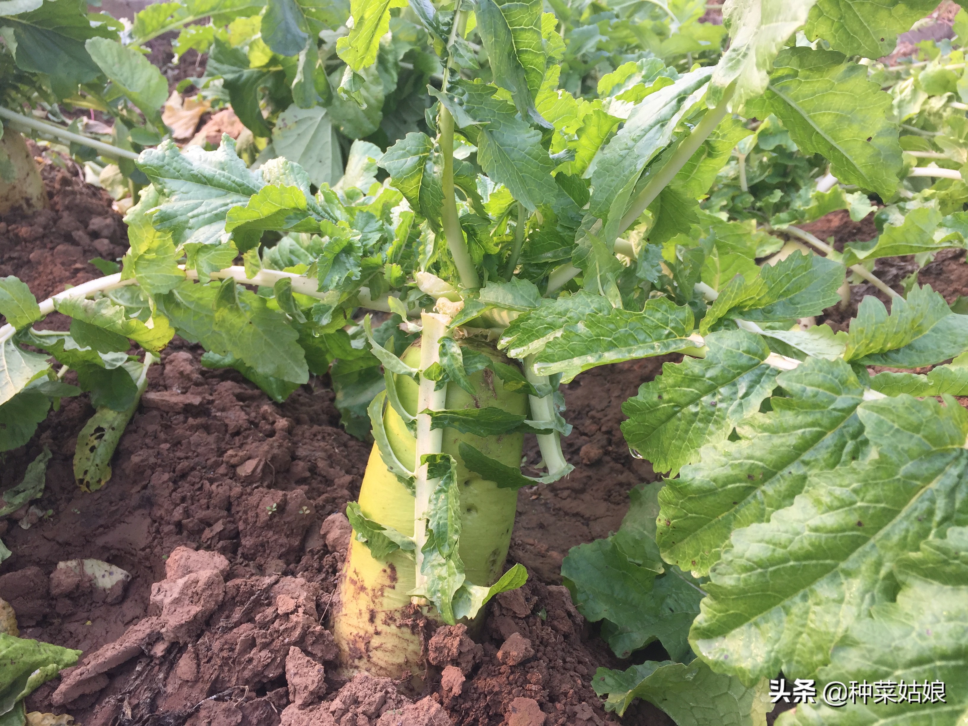 白菜萝卜有虫怎么治用什么药,怎样防止白菜菜青虫