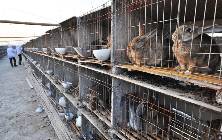 肉兔养殖用什么杀菌药水,养兔六种必备药用法用量