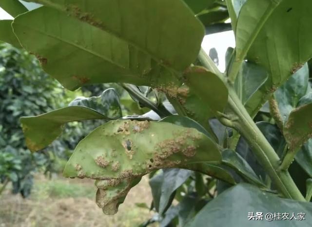 这个病害如果预防不到位,会对今年柑橘的产量和品质带来很大影响