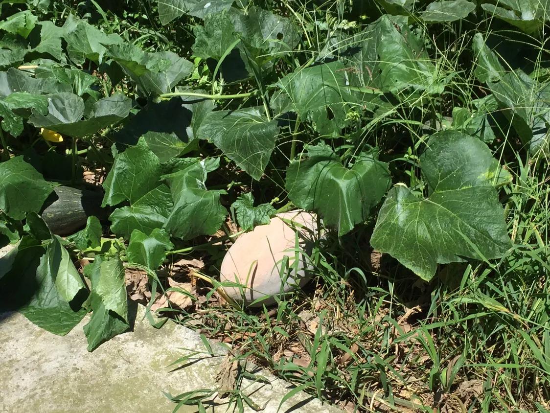 带项目的土地流转合同应注意事项,农村土地流转合同注意什么