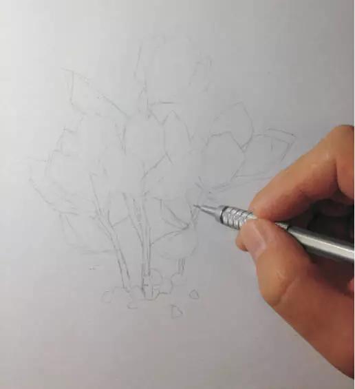 彩铅画入门教程多肉,彩铅画教程入门多肉