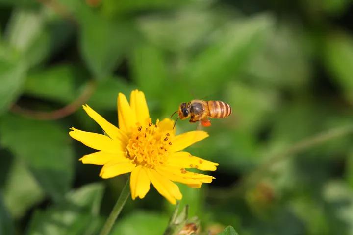 古人让人惊艳的雅称,古人取名艺术