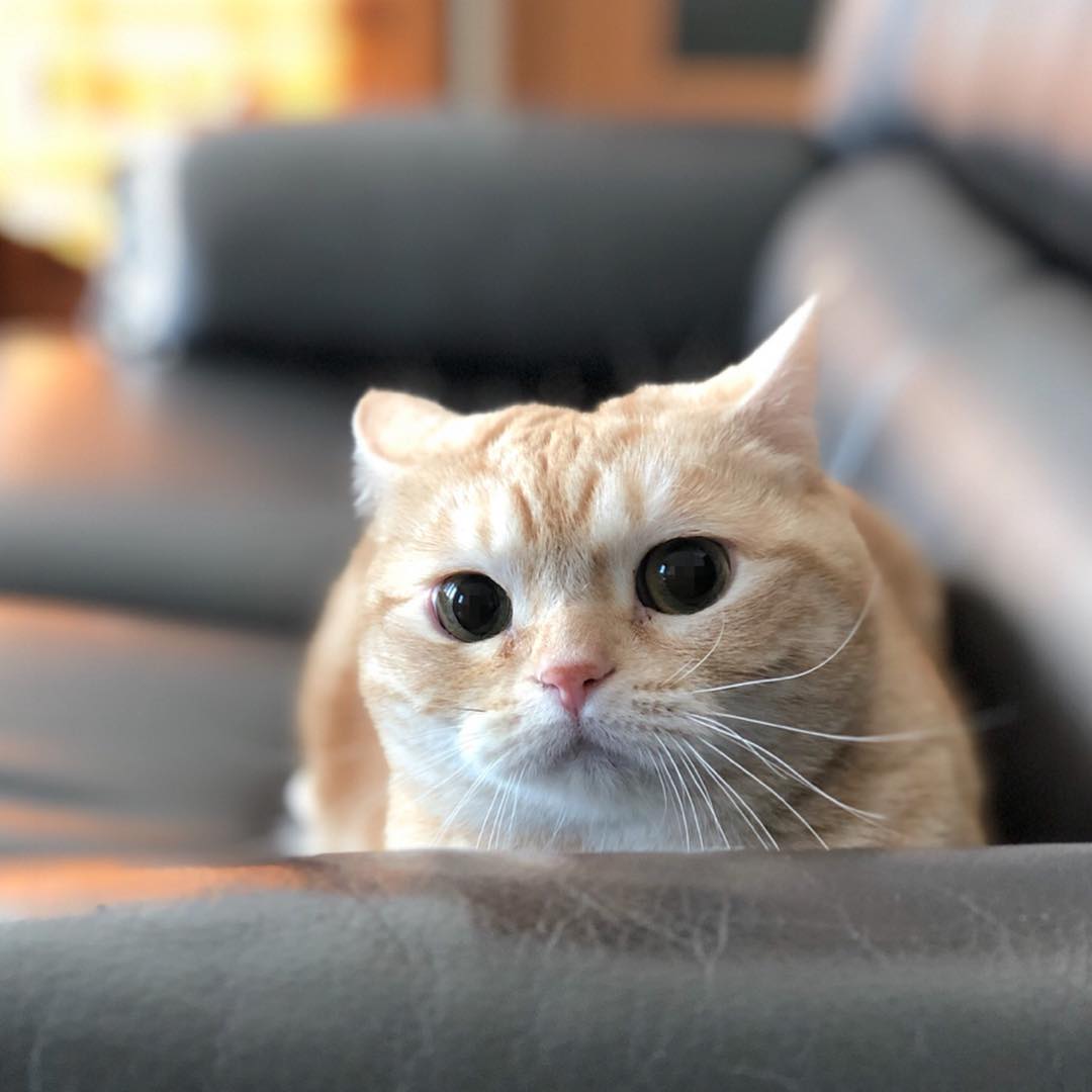 给养猫新手的好物推荐,给养猫的朋友祝福语