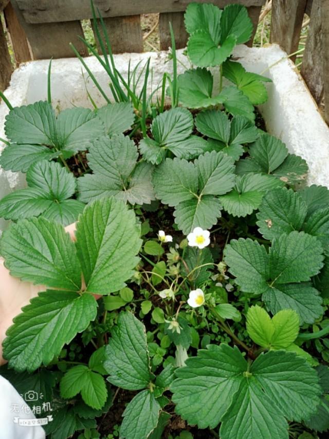 网上买的草莓苗太差了怎么办,怎么辨别草莓苗是不是真的