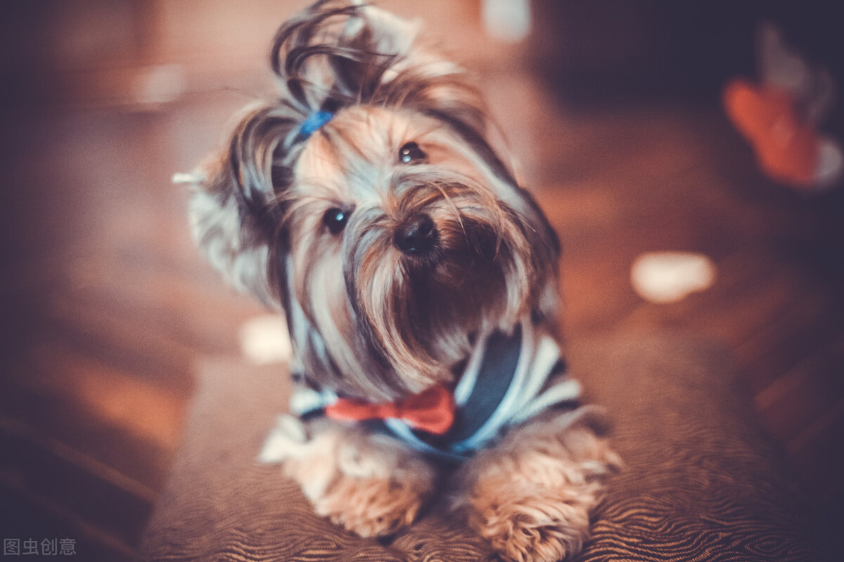 狗狗没有狗证怎么办理,狗狗的狗证在哪办