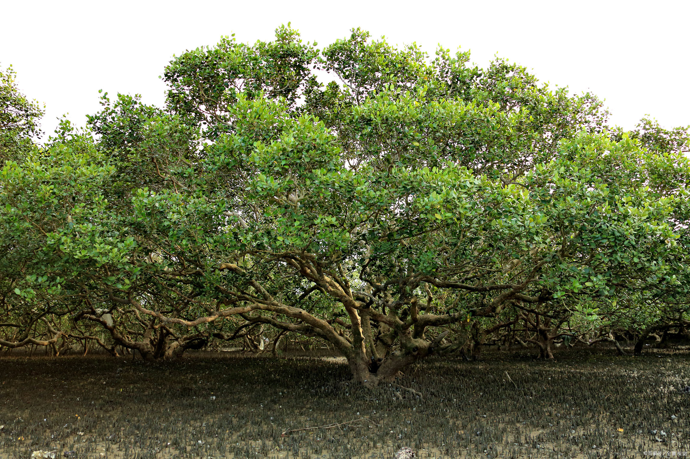 今天湛江特呈岛风景区值得去吗,湛江特呈岛旅游攻略一日游多少钱