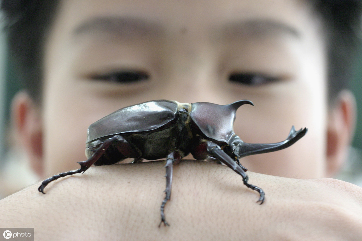 “人生能几何，毕竟归无形”——铁甲战士独角仙