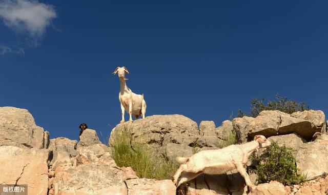 山羊常见寄生虫病，诊断与治疗方法，提高治疗效果