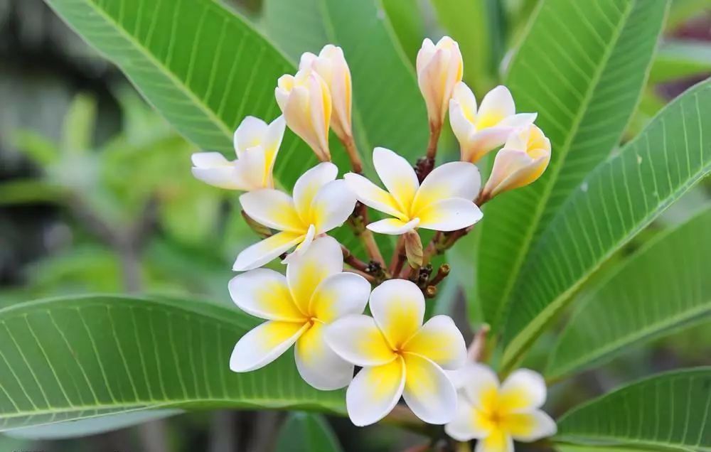 100种常见观叶植物图鉴史上最全,农村常见的100种植物