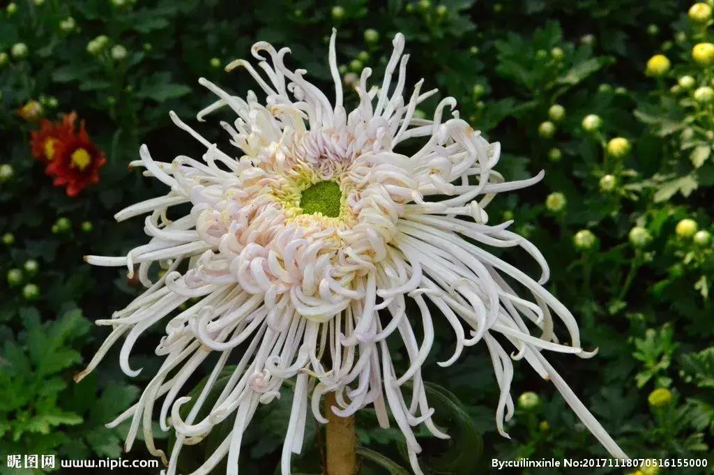 去甲醛最好植物是什么,去甲醛的最好的植物