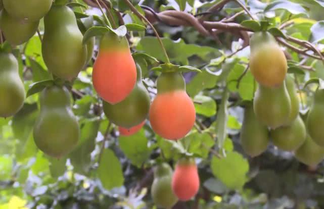 小伙创业直播卖货变成亿万富翁,临沂小伙花200元卖盆景