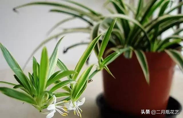 发财树死了吊兰长得挺好,绿萝发财树救活方法