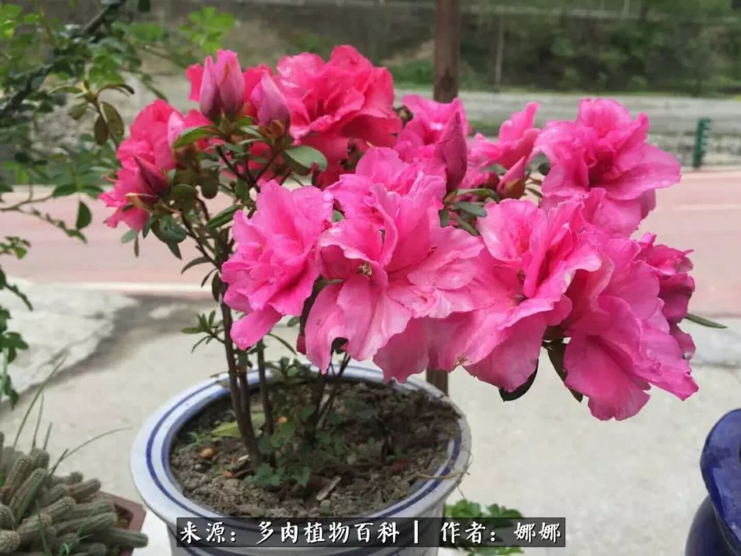 篱笆花开情常在，守你一生不变！