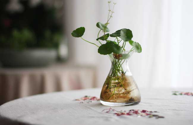 水培花卉有哪些,好养的水培花卉有哪些