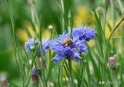 花语大全100种花图片,100种花的花语太全了