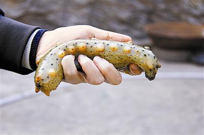 海参产地源头,海参产地