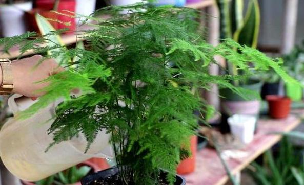 盆栽花灌根施肥的正确方法,怎样使盆栽花卉多发新根