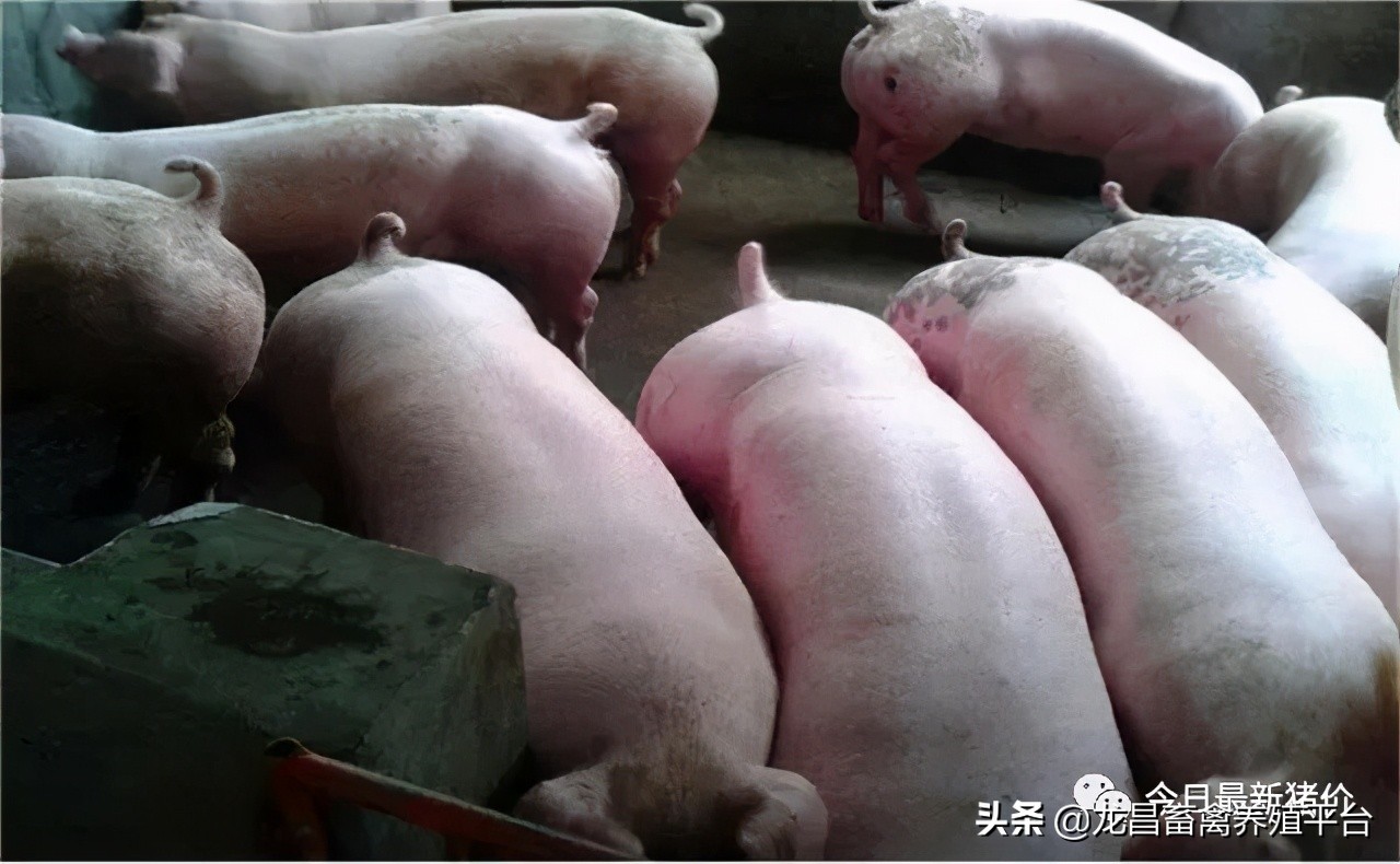 猪胸膜肺炎和大肠杆菌混合感染,猪传染性胸膜肺炎的综合防治措施