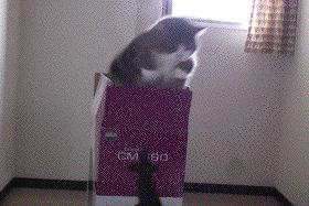 有关猫的谣言有哪些,关于猫的谣言