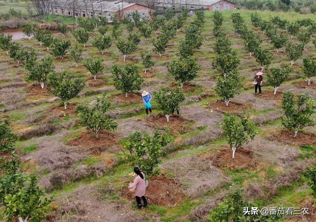 柠檬高产管理技术视频,广东香水柠檬高产种植技术