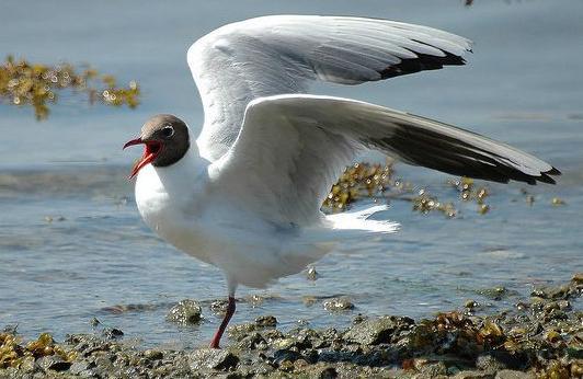 东江揽胜,惠州淡水常见鸟类图谱