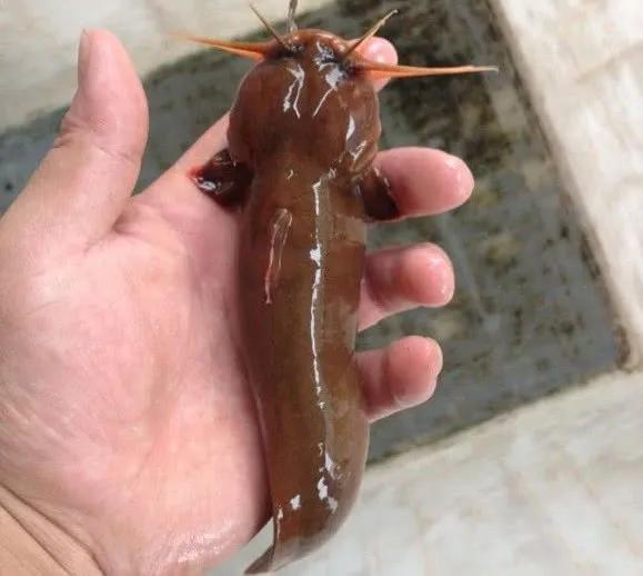 名贵的六种鱼你吃过几种,20种名贵海鱼