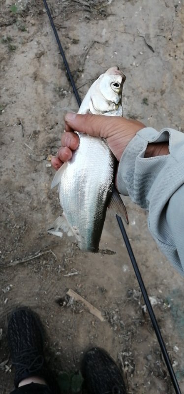 小凤仙全水域综合浮漂,小凤仙钓鱼浮漂