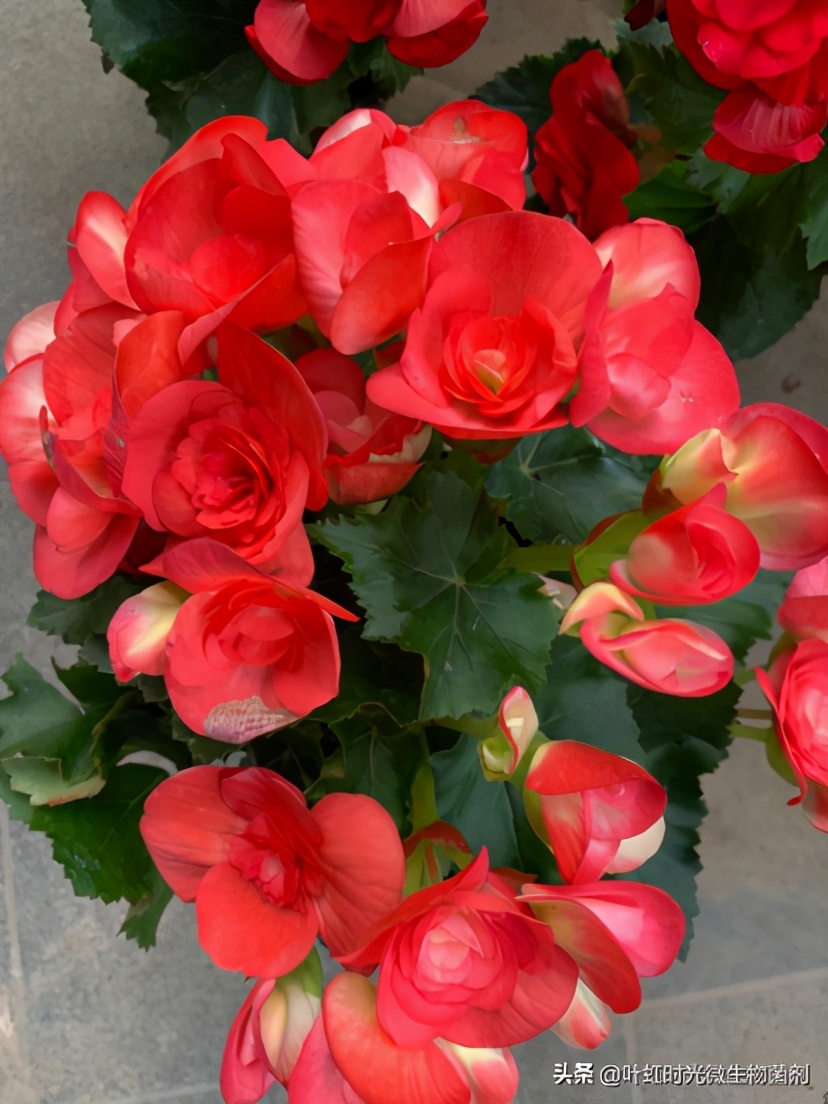 海棠花不长叶子花苞少怎么办,海棠花花后不长叶怎么回事