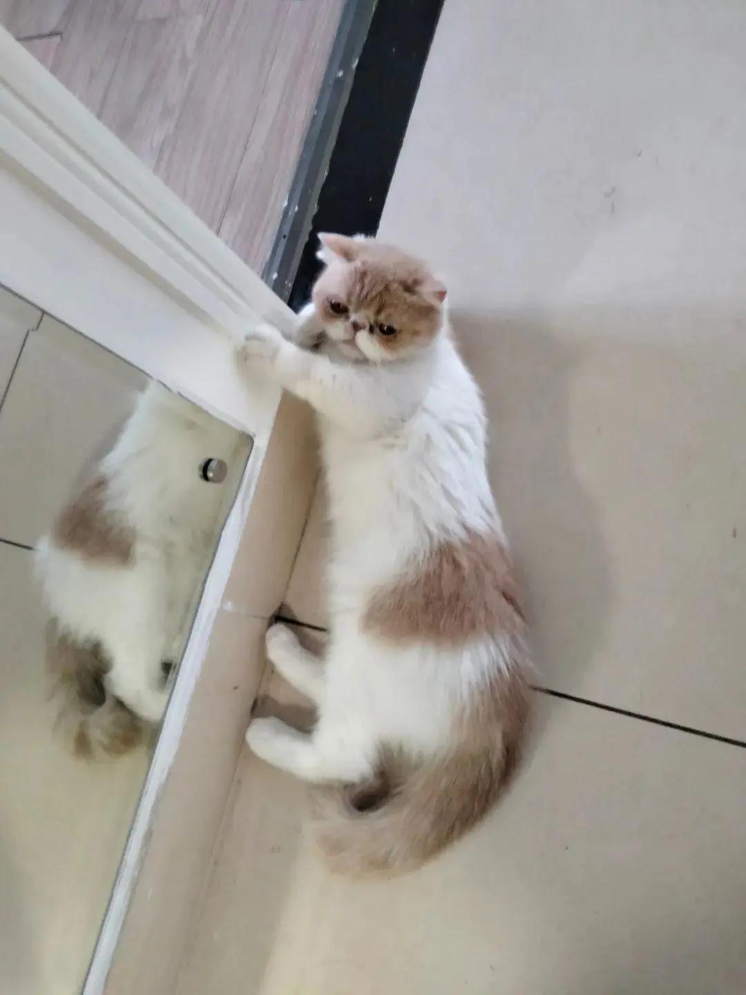 这个小女猫，还有小脾气呢