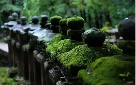 禅意庭院一定要用苔藓吗,禅意苔藓微景观制作视频