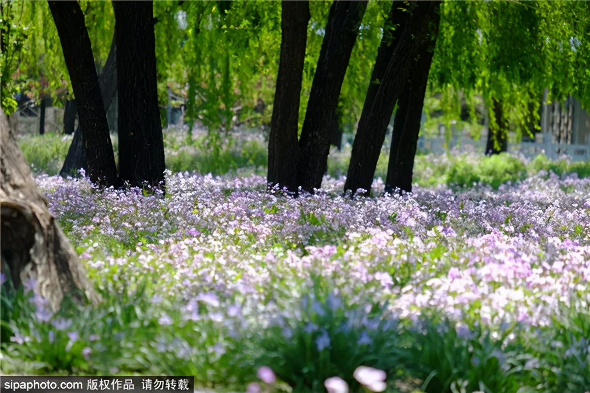 紫色花海哪里最好玩,紫色的花海景点