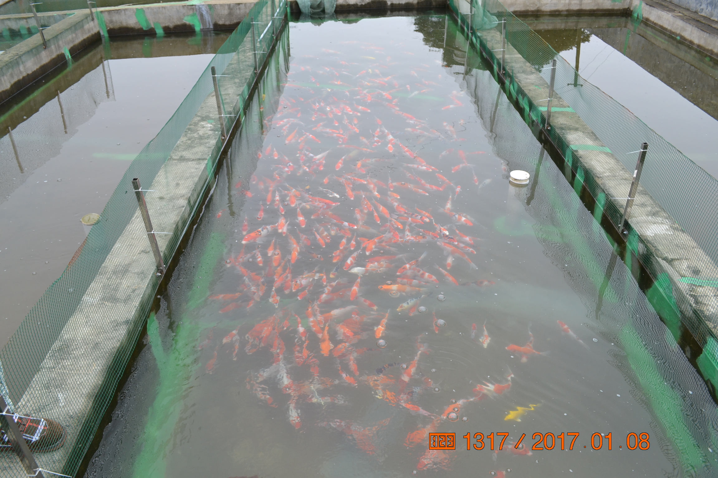 湖南最好的锦鲤养殖基地,湘潭锦鲤养殖