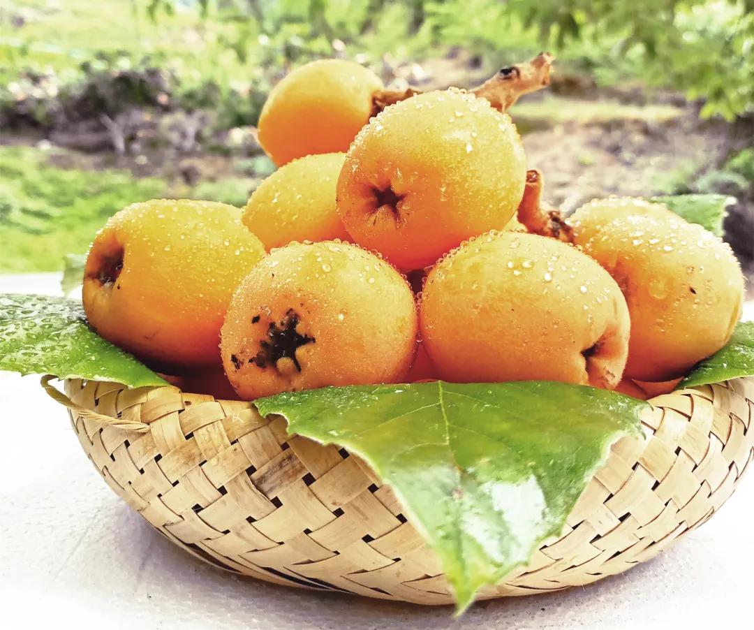 开阳最好吃的枇杷,皮薄多汁的枇杷