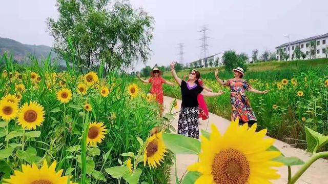 西安向日葵花海在哪里,西安东大附近最大的向日葵花海