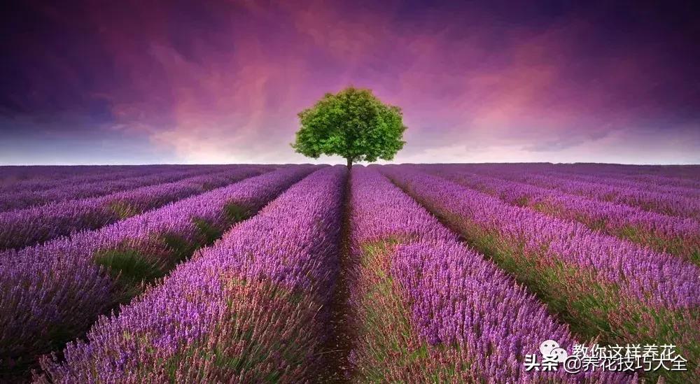 帮助睡眠的花水养,睡眠不理想试试养这4种花