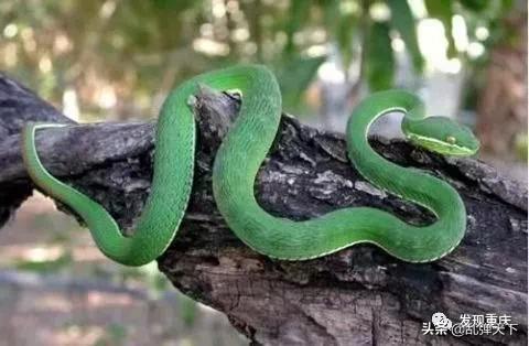 铁山坪玉峰山玩乐,铁山坪避暑游玩