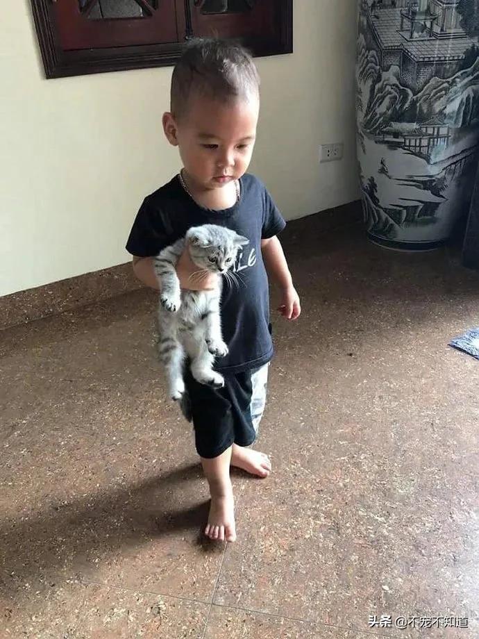 岛国妹子养的超萌小奶猫,几个月后变成巨兽了