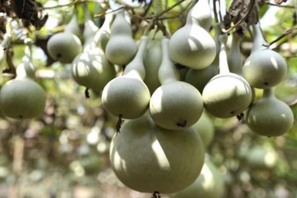 种植葫芦的前景,特色葫芦种植前景如何呢