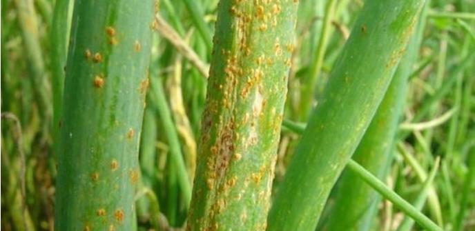 大葱黄叶干尖掐掉可以吗,大葱黄叶干尖打什么药