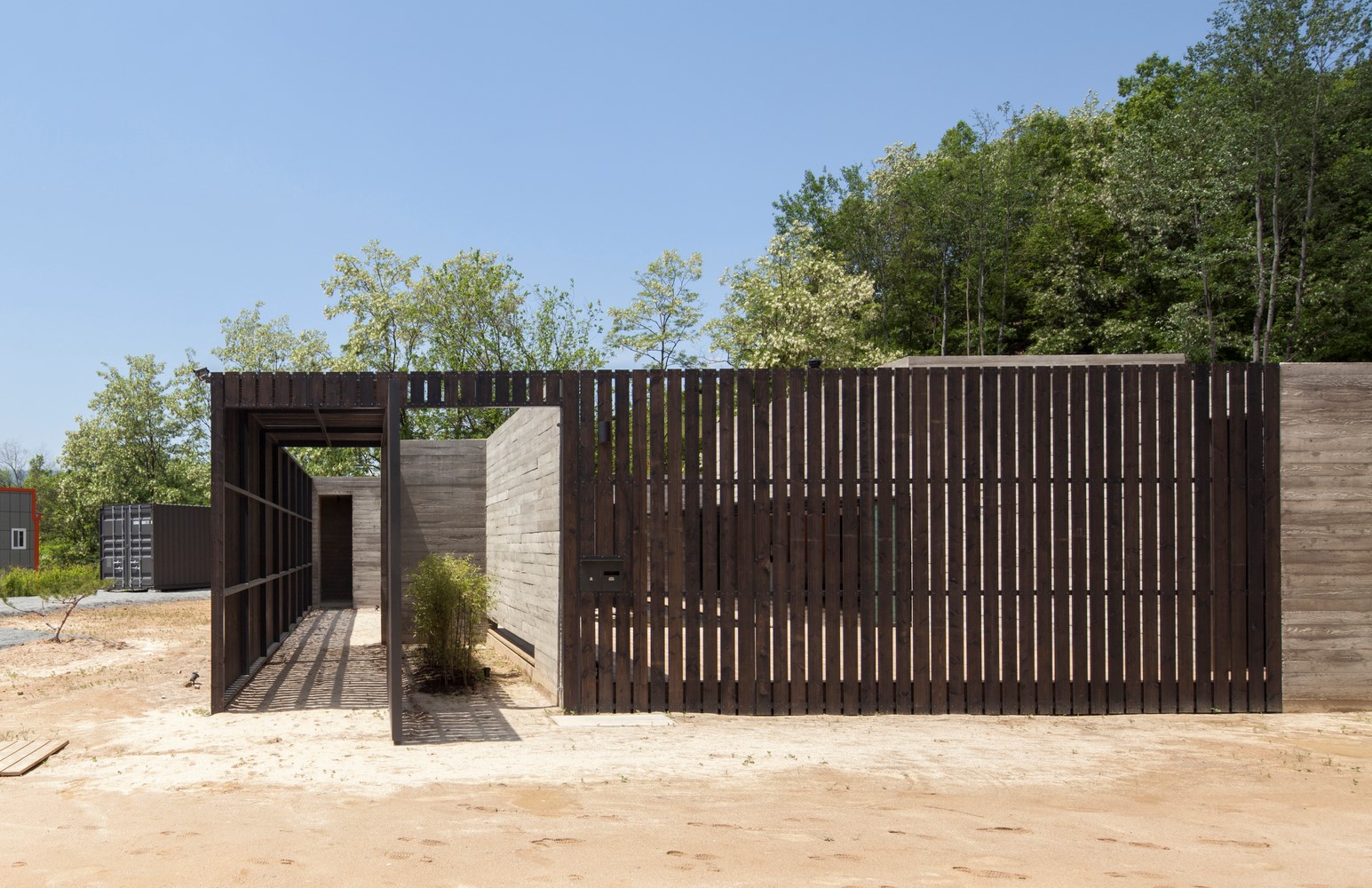 韩国蒲公英,韩国野生蒲公英的种植