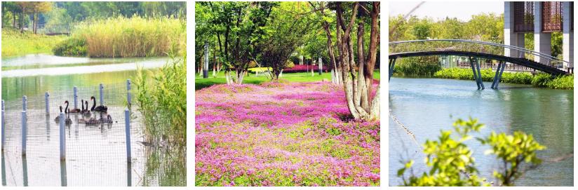 江苏周庄又一顶奢酒店，望不到边的隔世风景，近在咫尺的乐园，赞